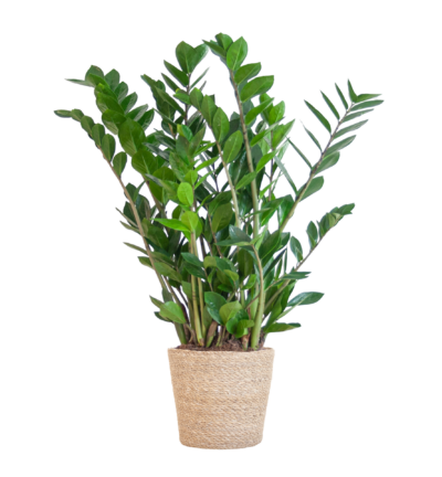 Zamioculcas Zamiifolia met Sofia mand naturel - 80cm - Ø21