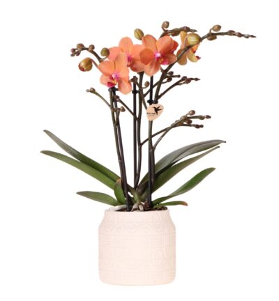 Kolibri Orchids | Oranje orchidee Bolzano + Hieroglyph sierpot off white - potmaat Ø9cm | bloeiende kamerplant - vers van de kweker