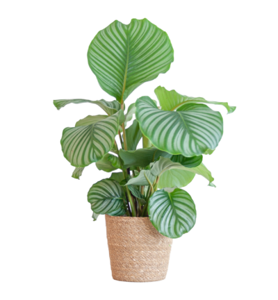 Calathea Orbifolia met Sofia mand naturel - 65cm - Ø21