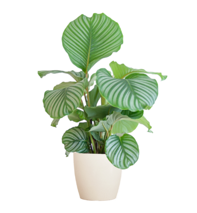 Calathea Orbifolia met Viber wit - 65cm - Ø21