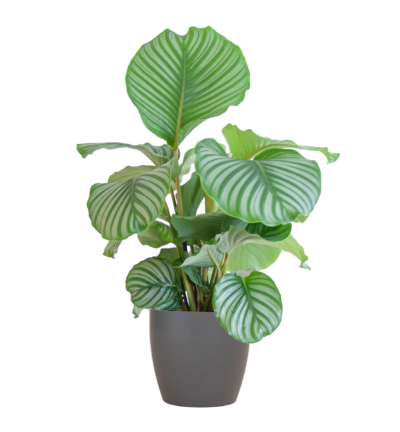 Calathea Orbifolia met Viber grijs - 65cm - Ø21