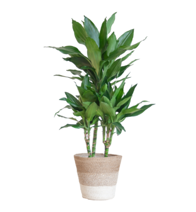 Dracaena Janet Lindt met mand Lissabon wit - 95cm - Ø21