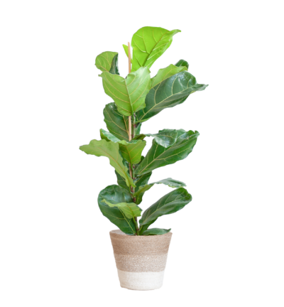 Ficus Lyrata ↕80 cm - Vioolbladplant in mand Lissabon wit Ø21 cm