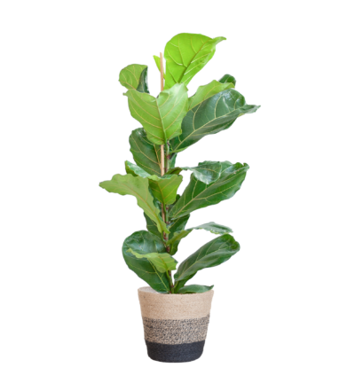 Ficus Lyrata ↕80 cm - Vioolbladplant in mand Lissabon zwart Ø21 cm
