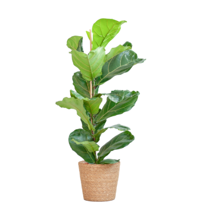 Ficus Lyrata ↕80 cm - Vioolbladplant in mand Sofia naturel Ø21 cm