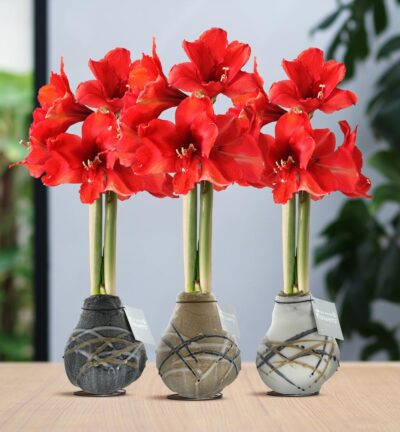 No Water Flowers® (wax amaryllis) | Waxz® Art Rembrandt Mix (3 pack) + Red flower