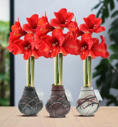 No Water Flowers® (wax amaryllis) | Waxz® Art van Gogh Mix (3 pack) + Red flower
