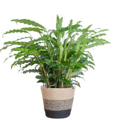 Calathea Rufibarba met Mand Lissabon zwart - 55cm - Ø17