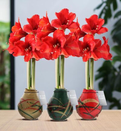 No Water Flowers® (wax amaryllis) | Waxz® Art Munch Mix (3 pack) + Red flower