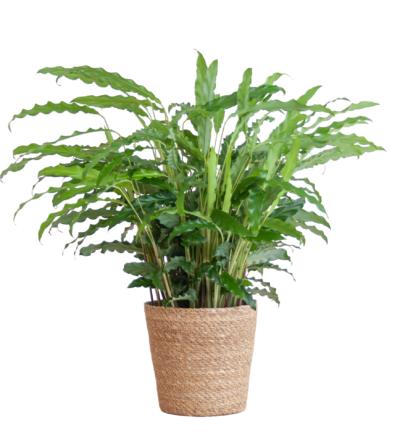 Calathea Rufibarba met Sofia mand naturel - 55cm - Ø17