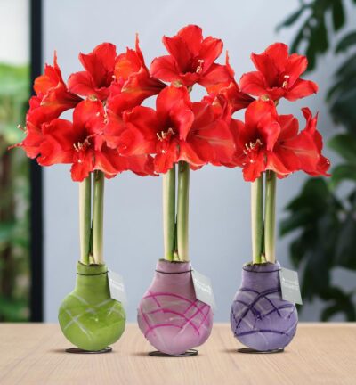 No Water Flowers® (wax amaryllis) | Waxz® Art Monet Mix (3 pack) + Red flower