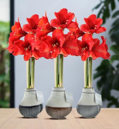 No Water Flowers® (wax amaryllis) | Waxz® Dipz Mix (3 pack) + Red flower