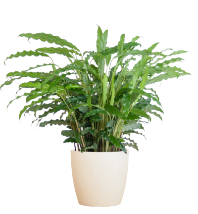 Calathea Rufibarba met Viber wit - 55cm - Ø17