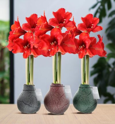 No Water Flowers® (wax amaryllis) | Waxz® Marble Mix (3 pack) + Red flower
