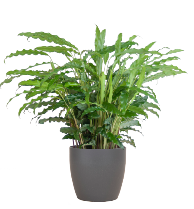 Calathea Rufibarba met Viber grijs - 55cm - Ø17