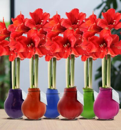 No Water Flowers® (wax amaryllis) | Waxz® Colours Happy Mix (6 pack) + Red flower