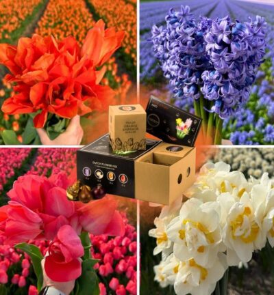 Dutch Flower Mix - Luxe box medium, 40 bloembollen voor 1 m2 bloemenpracht - Maat 12+