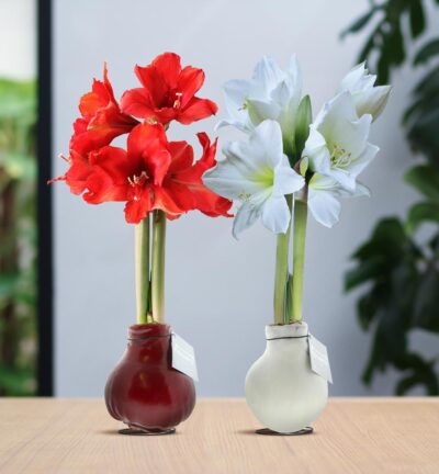 No Water Flowers® (wax amaryllis) | Waxz® Colours Classic duo Mix (2 pack) + Red & White flower