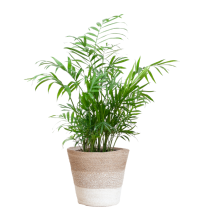 Chamadorea Elegans met Mand Lissabon wit - 55cm - Ø17