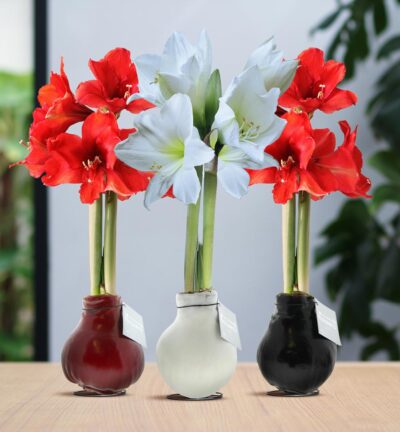No Water Flowers® (wax amaryllis) | Waxz® Colours trio Mix (3 pack) + Red & White flower