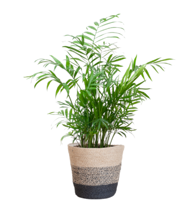 Chamadorea Elegans met Mand Lissabon zwart - 55cm - Ø17