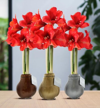 No Water Flowers® (wax amaryllis) | Waxz® Metallic Mix (3 pack) + Red flower