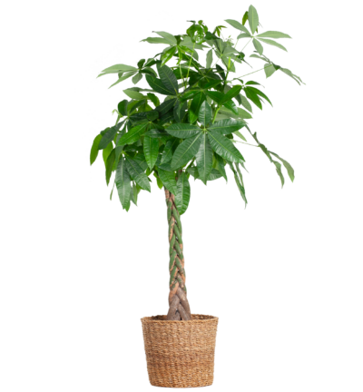 Pachira Aquatica XL met mand Torun - 140cm - Ø27