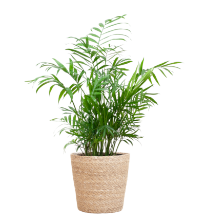 Chamadorea Elegans met Sofia mand naturel - 55cm - Ø17