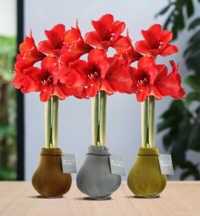 No Water Flowers® (wax amaryllis) | Velvet Touchz® Metallic Mix (3 pack) + Red flower