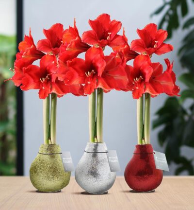 No Water Flowers® (wax amaryllis) | Glitterz® Classic Mix (3 pack) + Red flower