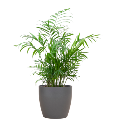 Chamadorea Elegans met Viber grijs - 55cm - Ø17