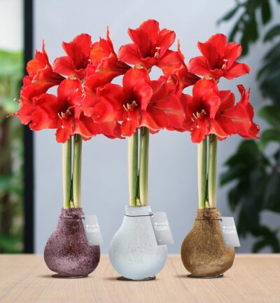 No Water Flowers® (wax amaryllis) | Glitterz® Charm Mix (3 pack) + Red flower