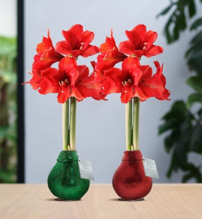 No Water Flowers® (wax amaryllis) | Glitterz® Traditional Mix (2 pack) + Red flower