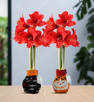 No Water Flowers® (wax amaryllis) | Fashionz Halloween Mix (2 pack) + Red flower