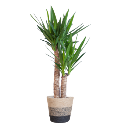 Yucca Elephantipes met Mand Lissabon zwart - 90cm - Ø21