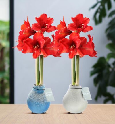 No Water Flowers® (wax amaryllis) | Waxz® Frozen Mix (2 pack) + Red flower