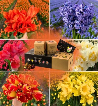 Dutch Flower Mix - Luxe box large, 75 bloembollen voor 2 m2 bloemenpracht - Maat 12+