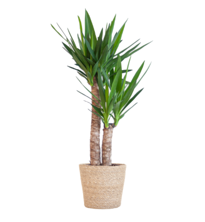 Yucca Elephantipes met Sofia mand naturel - 90cm - Ø21