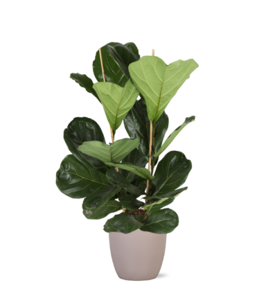 Ficus Lyrata ↕110cm - Vioolbladplant in Boule TAUPE pot Ø24cm