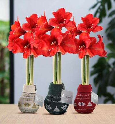 No Water Flowers® (wax amaryllis) | Fashionz Nordic Mix (3 pack) + Red flower