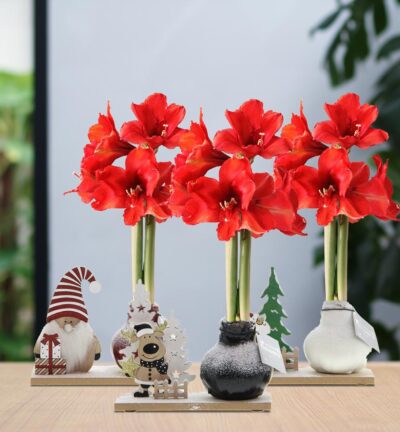 No Water Flowers® (wax amaryllis) | Winter Wonderland Mix (3 pack) + Red flower
