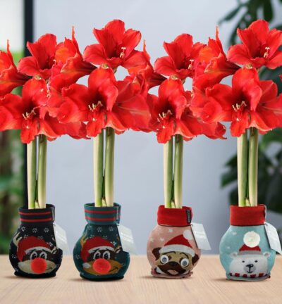No Water Flowers® (wax amaryllis) | Fashionz Xmas Fun Silly Mix (4 pack) + Red flower
