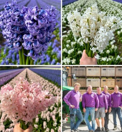 Hyacint Show Off - 30 bloembollen voor 1 m2 bloemenpracht - Maat 14/15