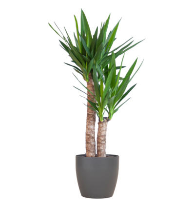 Yucca Elephantipes met Viber zwart - 90cm - Ø21