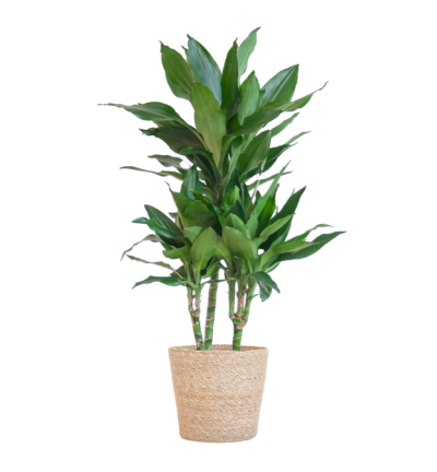 Dracaena Janet Lindt met Sofia mand naturel - 95cm - Ø21