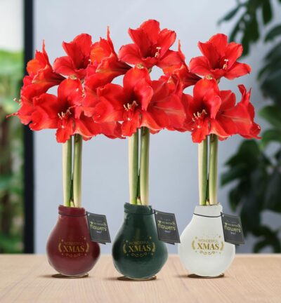 No Water Flowers® (wax amaryllis) | Waxz® Printz "Wonderful XMAS" Mix (3 pack) + Red flower