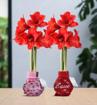 No Water Flowers® (wax amaryllis) | Fashionz Love Mix (2 pack) + Red flower