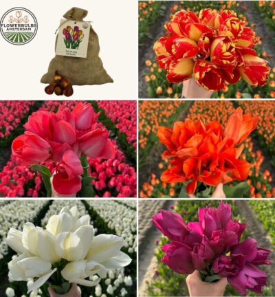 Super Tulip Mix - Duurzame voordeelzak, 100 bloembollen voor 2,5 m2 bloemenpracht - Maat 12+