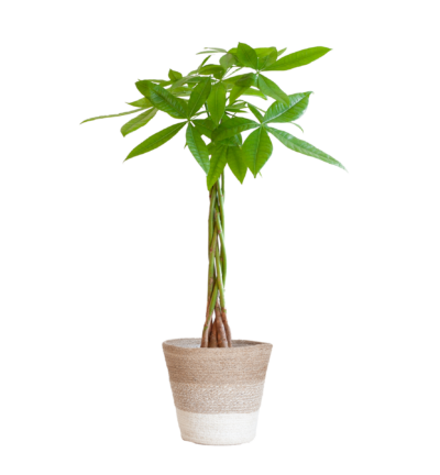 Pachira Aquatica met Mand Lissabon wit - 80cm - Ø21