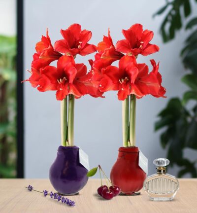 No Water Flowers® (wax amaryllis) | Parfumz Mix (2 pack) + Red flower